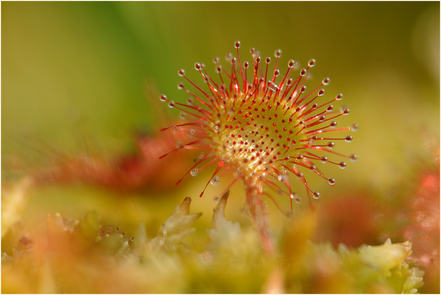 Sonnentau, Rundblättriger (Drosera rotundifolia)