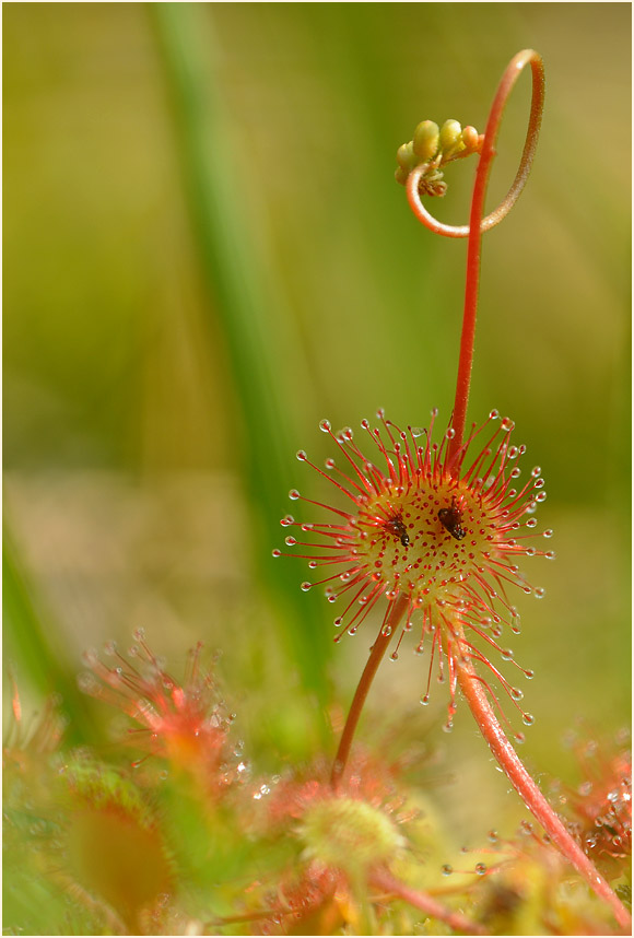 Sonnentau, Rundblättriger (Drosera rotundifolia)