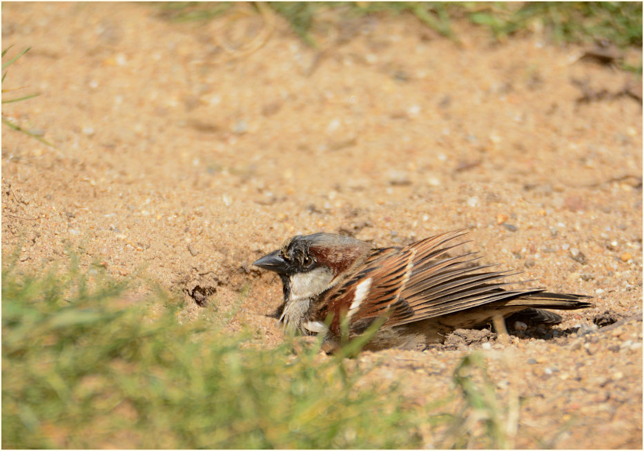 Spatz, Haussperling