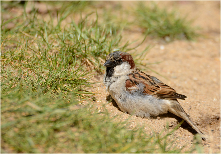 Spatz, Haussperling