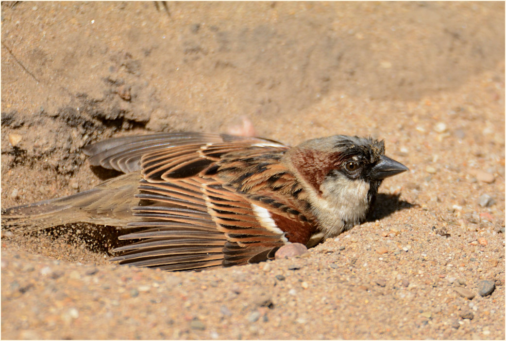 Spatz, Haussperling