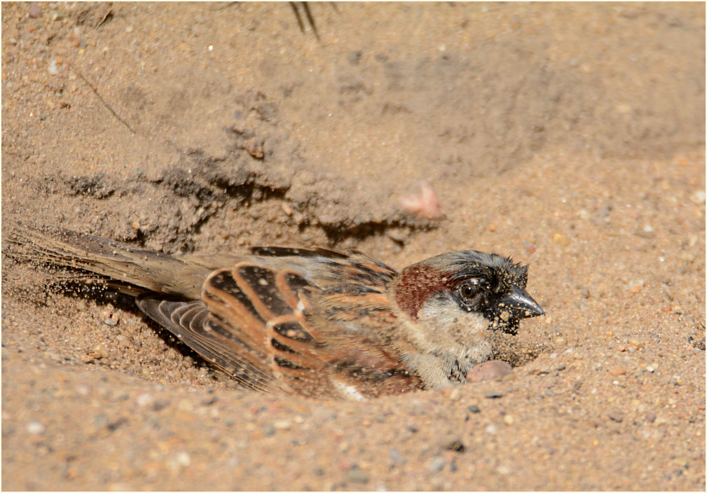 Spatz, Haussperling