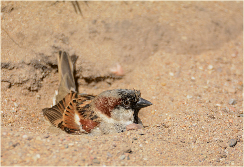 Spatz, Haussperling