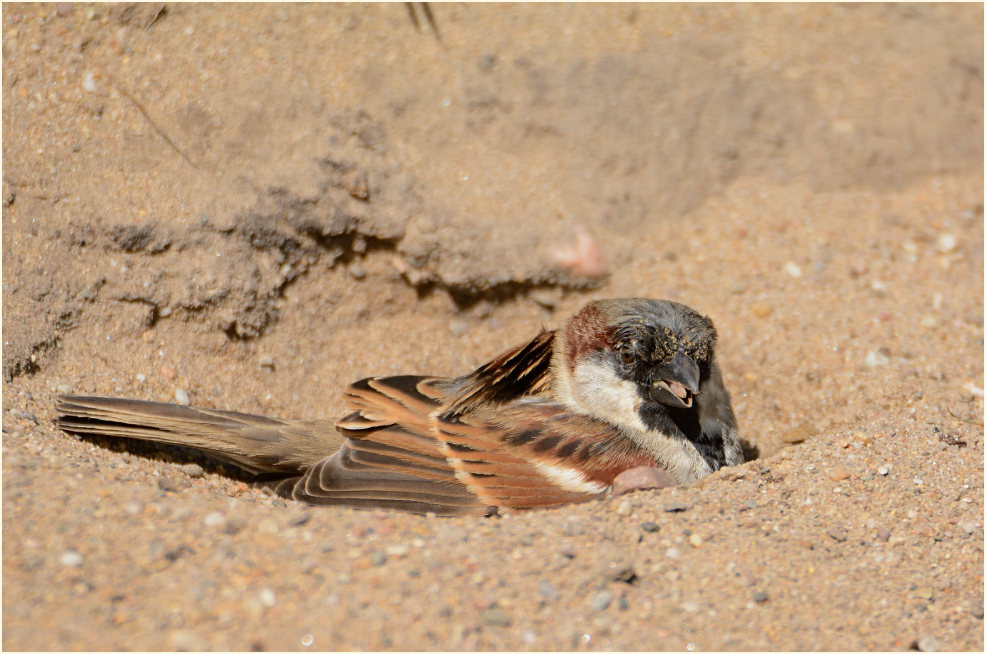 Spatz, Haussperling