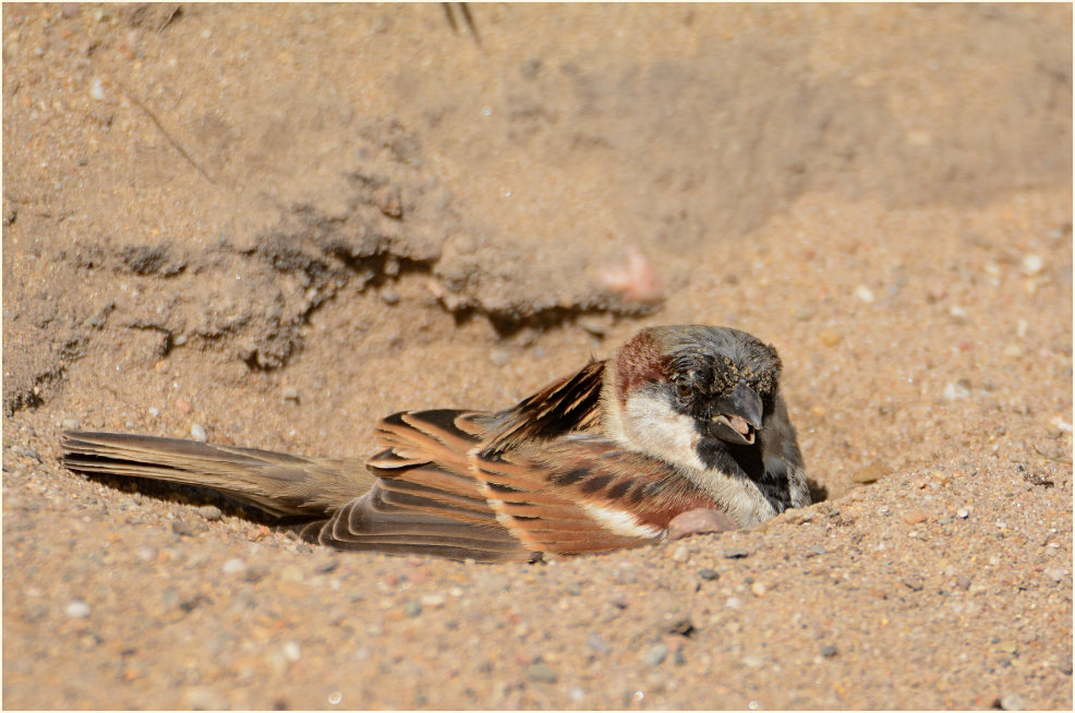 Spatz, Haussperling