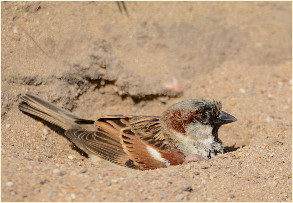 Spatz, Haussperling