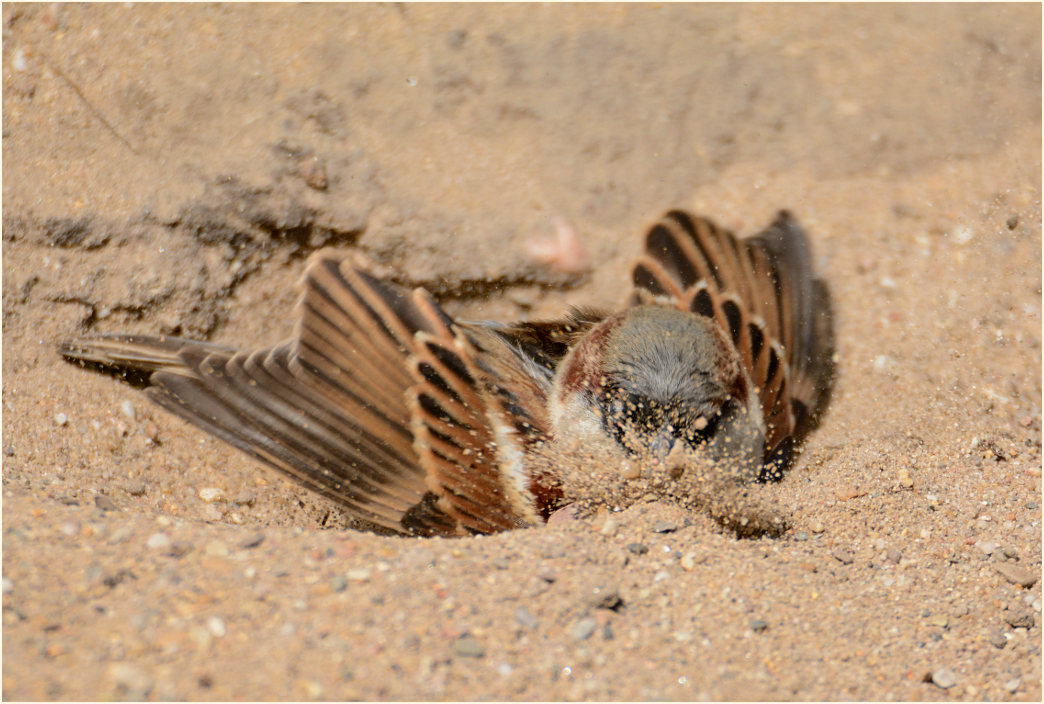 Spatz, Haussperling