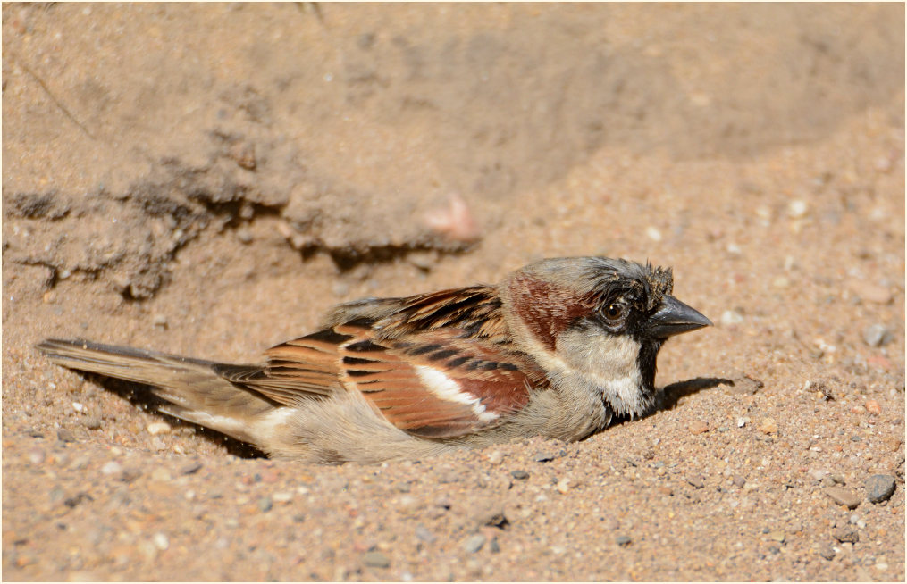 Spatz, Haussperling