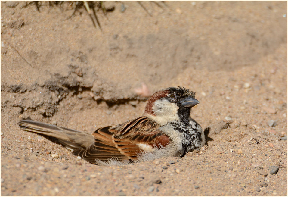 Spatz, Haussperling