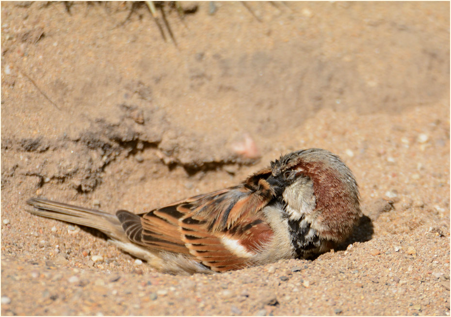 Spatz, Haussperling