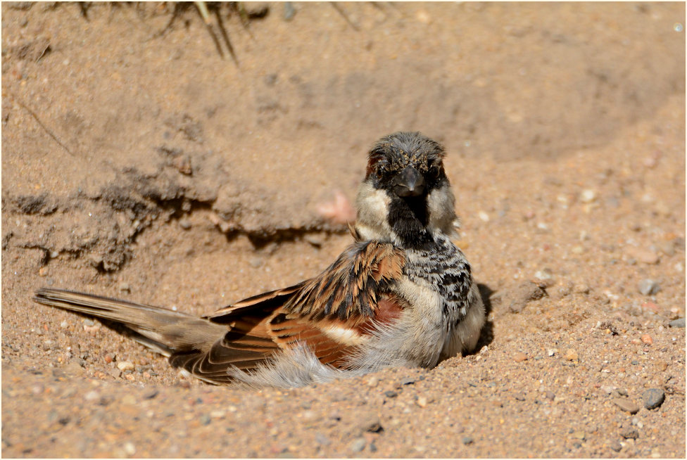 Spatz, Haussperling