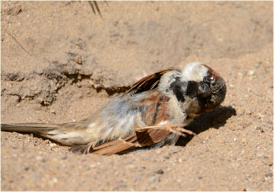 Spatz, Haussperling