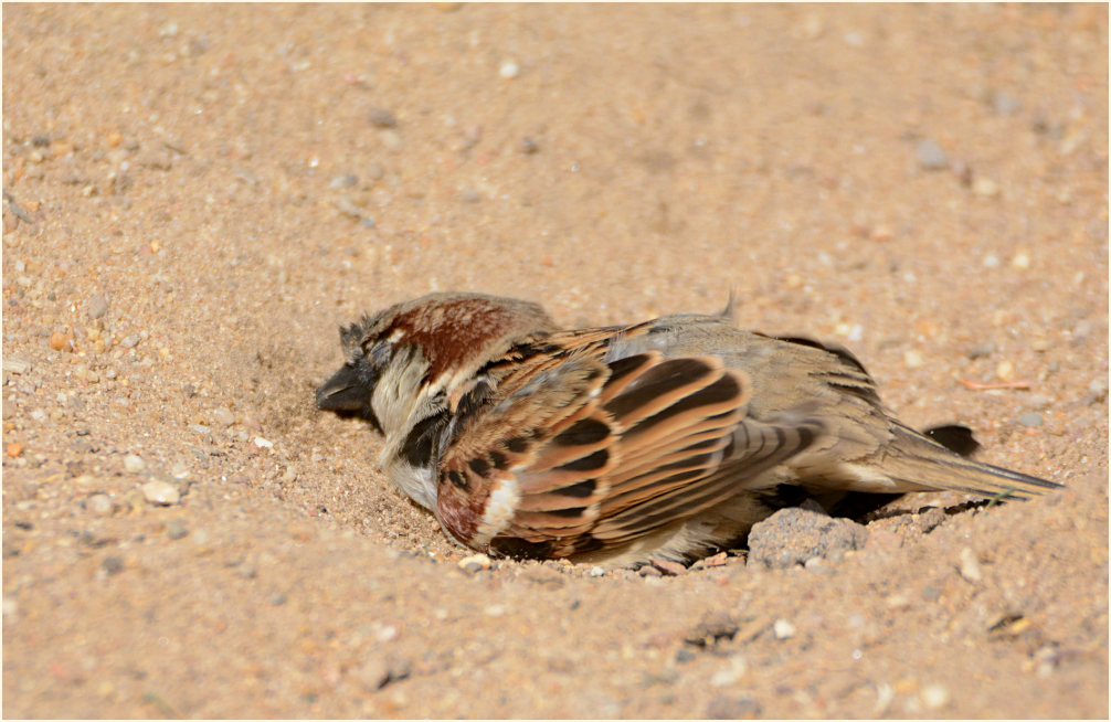 Spatz, Haussperling