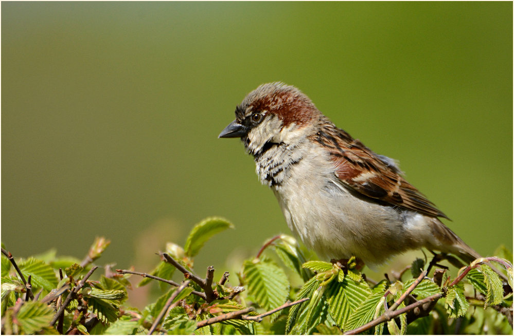 Spatz, Haussperling