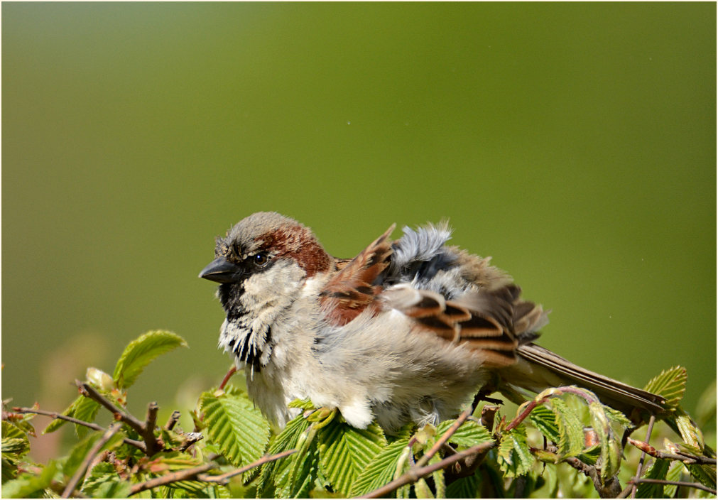 Spatz, Haussperling