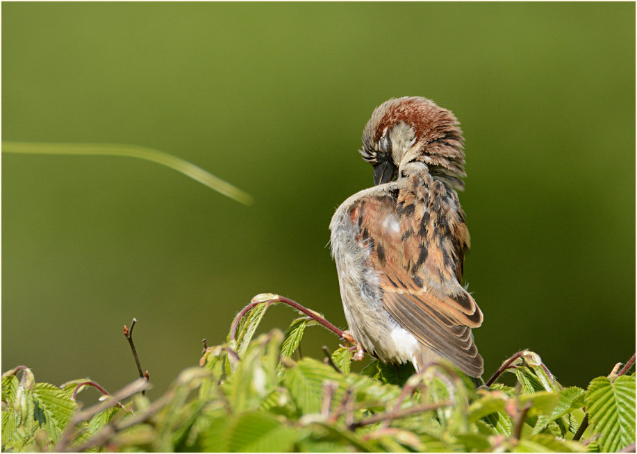 Spatz, Haussperling