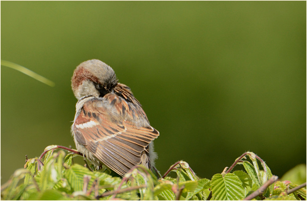 Spatz, Haussperling