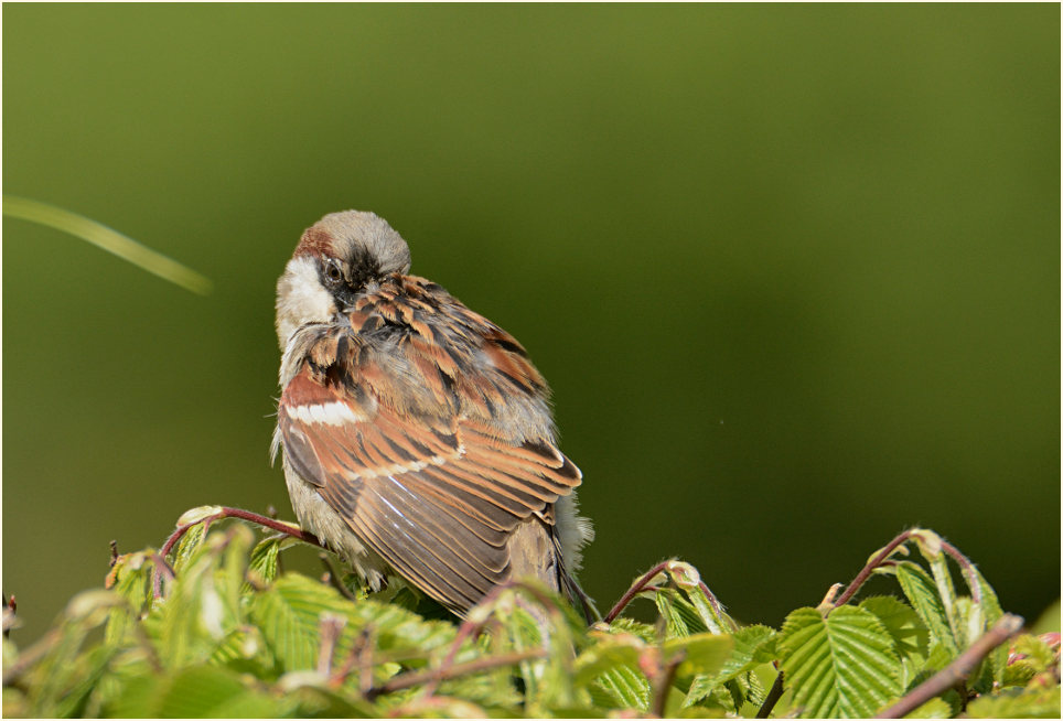 Spatz, Haussperling