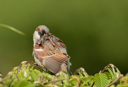 vergrößern