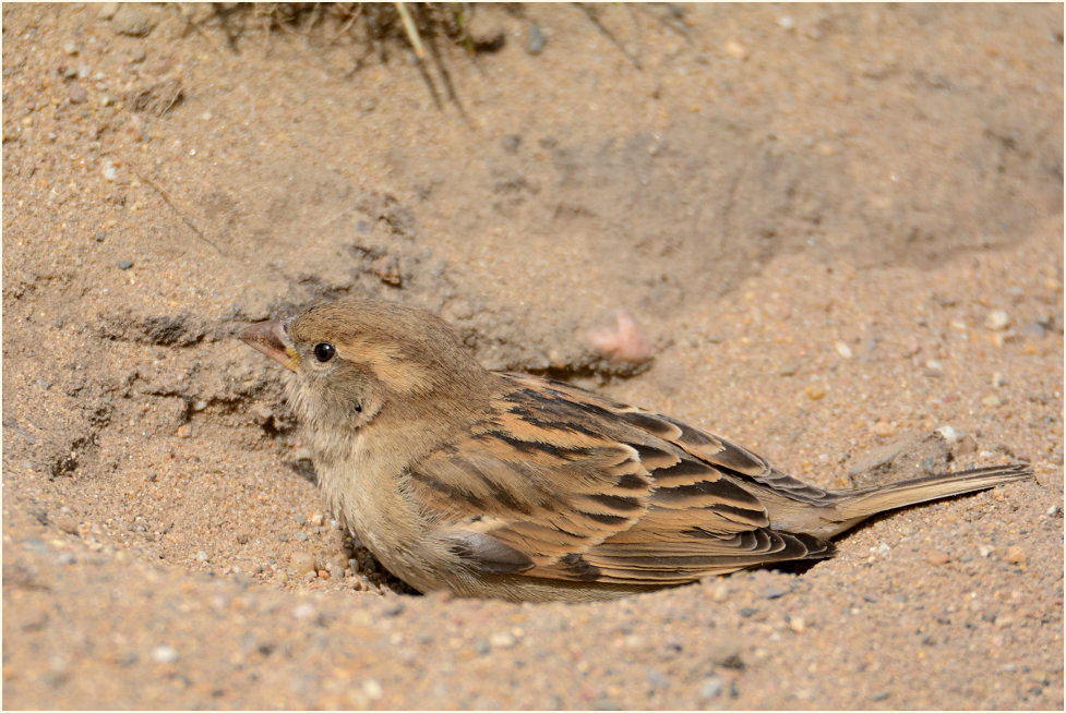 Spatz, Haussperling