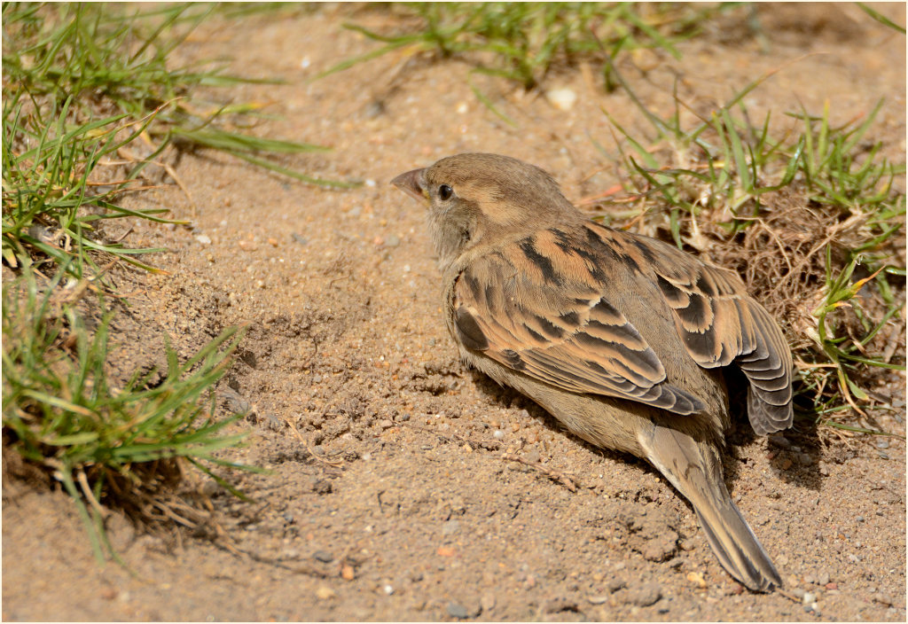 Spatz, Haussperling