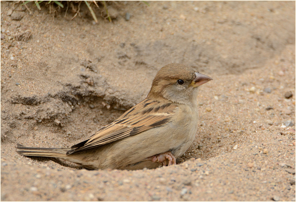 Spatz, Haussperling