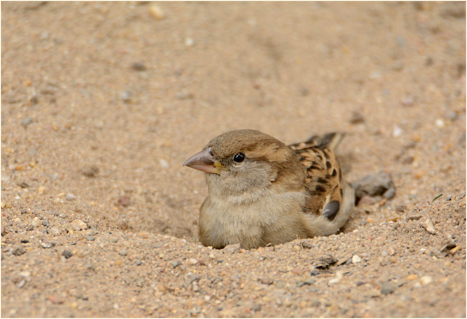 Spatz, Haussperling