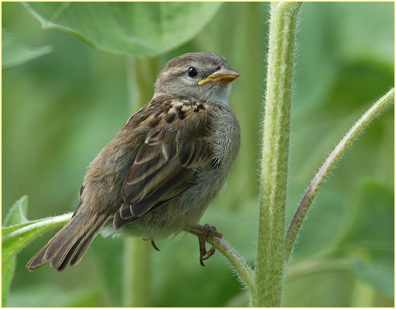 Spatz, Haussperling