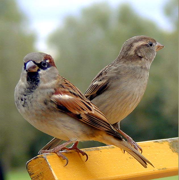 Spatz, Haussperling