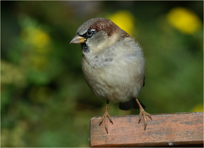 Spatz, Haussperling