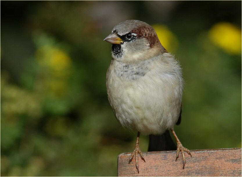 Spatz, Haussperling