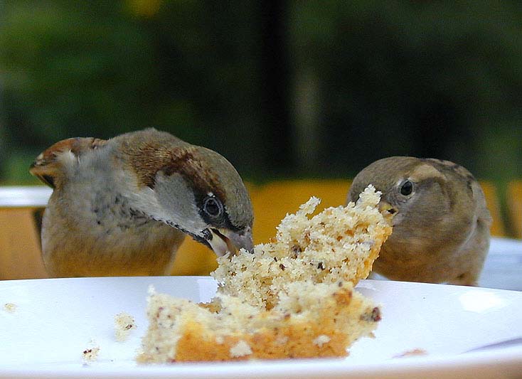 Spatz, Haussperling