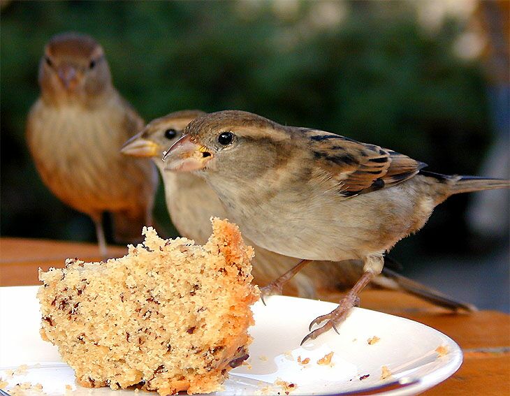 Spatz, Haussperling