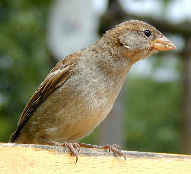 Spatz, Haussperling