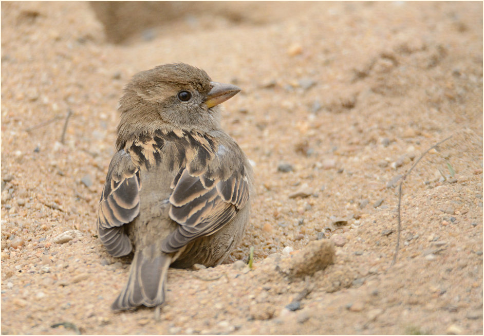 Spatz, Haussperling