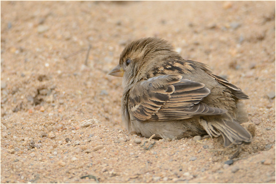 Spatz, Haussperling