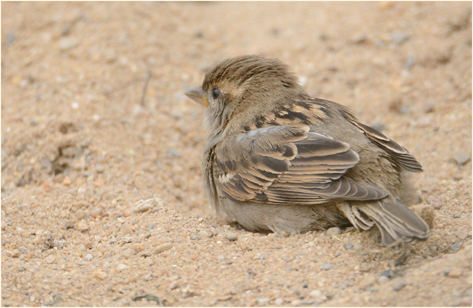 Spatz, Haussperling