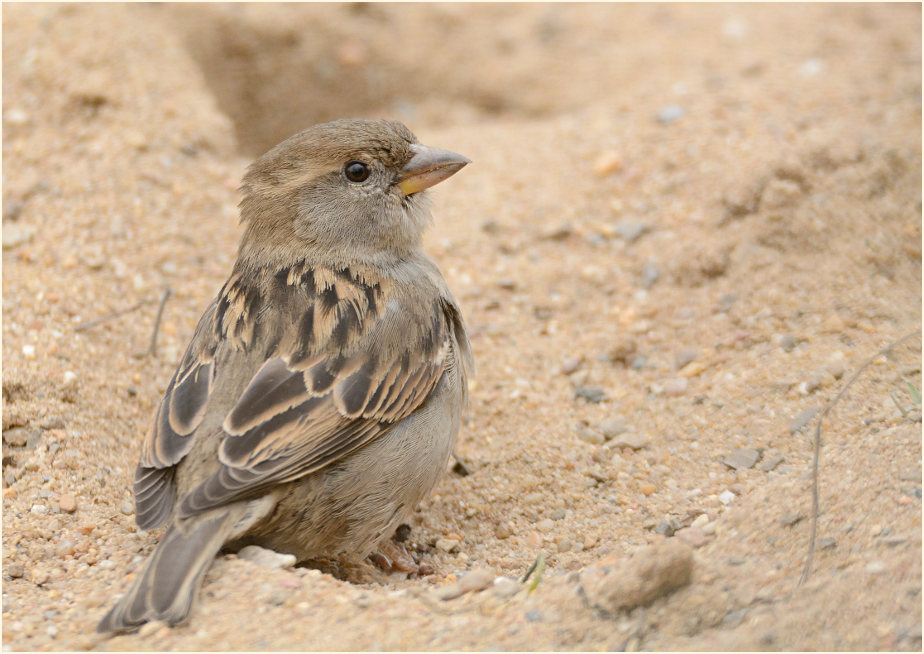 Spatz, Haussperling