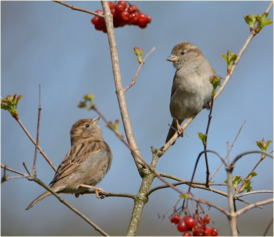 Spatz, Haussperling