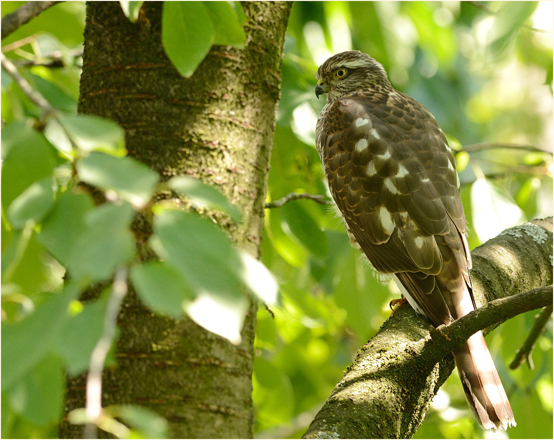 Sperberweibchen im Kirschbaum