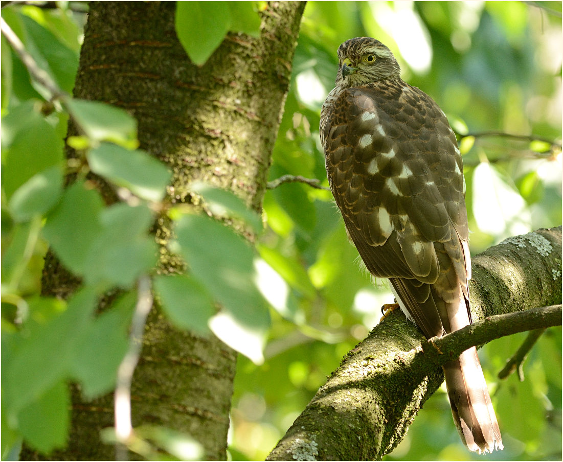 Sperberweibchen im Kirschbaum