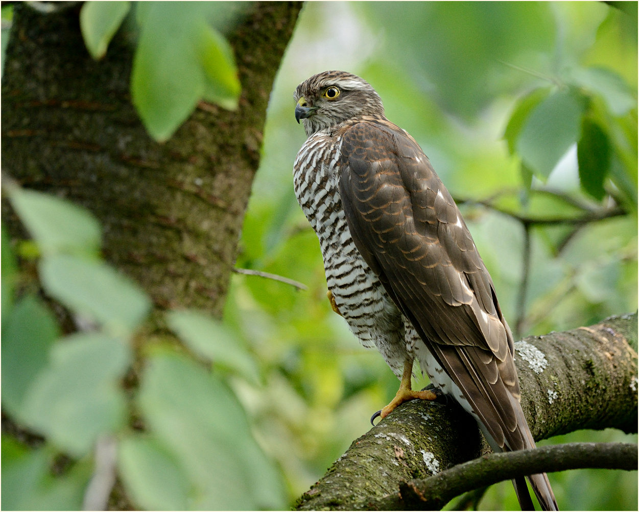 Sperberweibchen im Kirschbaum