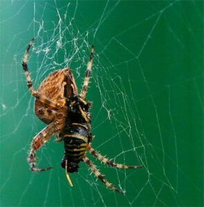 vergr&ouml;&szlig;ern