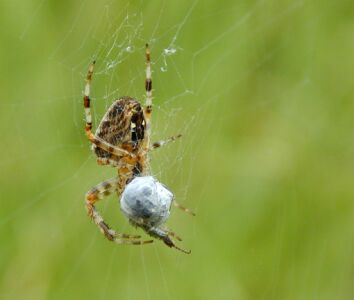 vergr&ouml;&szlig;ern