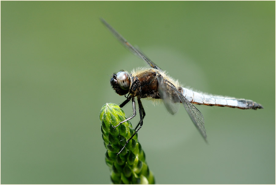 Libellen, Spitzenfleck