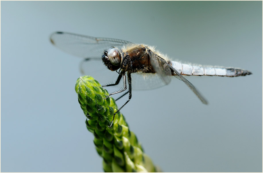 Libellen, Spitzenfleck