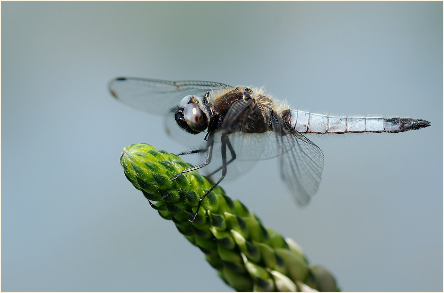 Libellen, Spitzenfleck