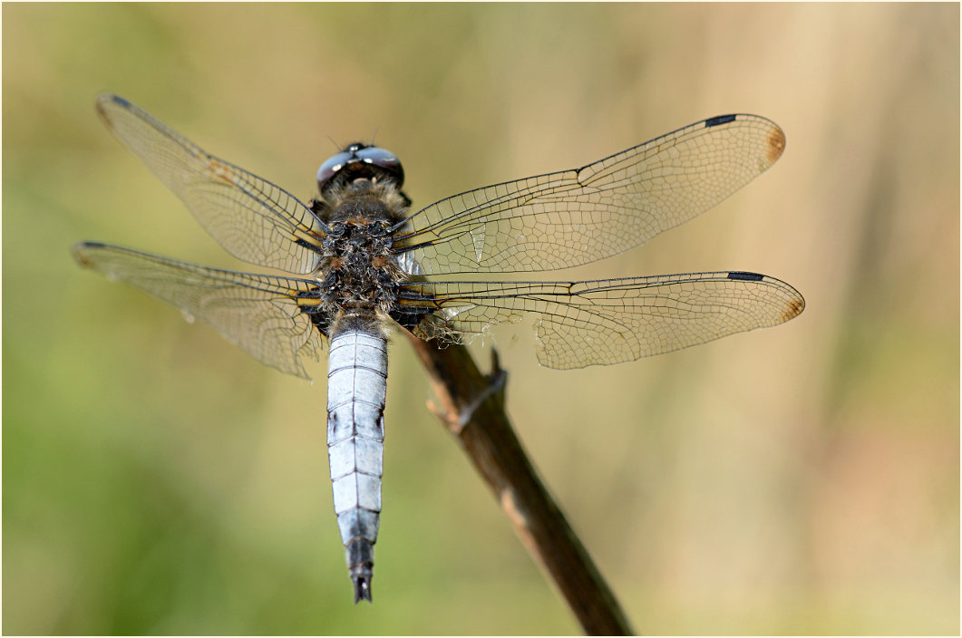 Libellen, Spitzenfleck