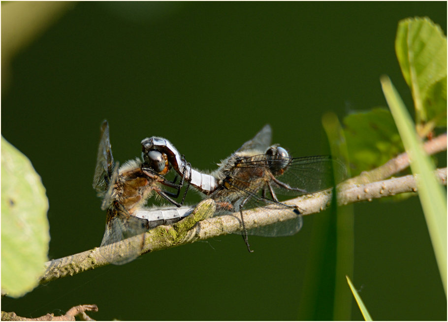 Libellen, Spitzenfleck