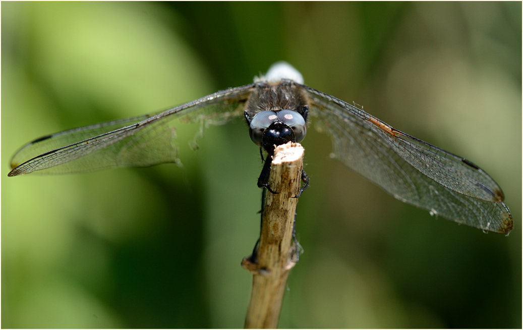 Libellen, Spitzenfleck